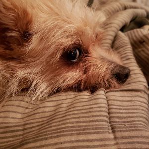 Meet your Posher, Rose